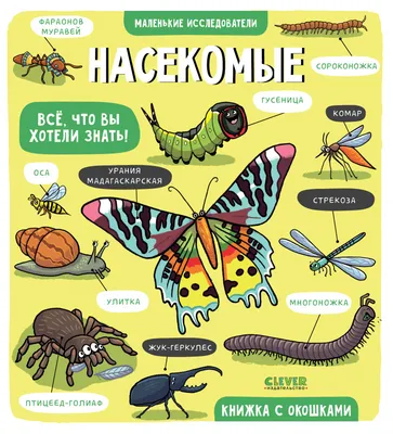 Настольная игра Мемо Мир насекомых и не только купить можно у нас |  Интернет-магазин Веселая Сова