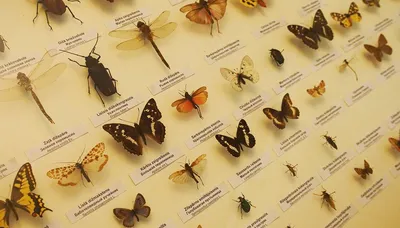 File:Головы насекомых под микроскопом.jpg - Wikimedia Commons