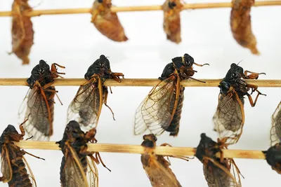 Класс насекомые, подготовка к ЕГЭ по биологии
