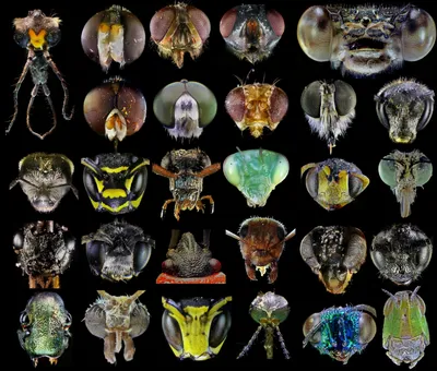 Foto Stock Насекомые. Коллаж из фотографий насекомых обитающих в Сибири |  Adobe Stock