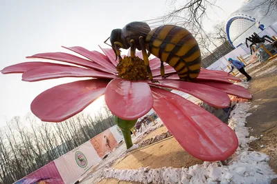 Фотоохота «Тайная жизнь насекомых в Хабаровске» 🧭 цена экскурсии 3900  руб., 4 отзыва, расписание экскурсий в Хабаровске