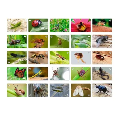 Энтомолог объяснил нашествие странных насекомых в Москве – Москва 24,  11.05.2023
