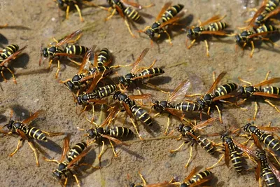 Коллекция засушенных насекомых: во владимирском Музее природы откроется  уникальная выставка