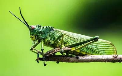 File:Головы разных насекомых.jpg - Wikimedia Commons
