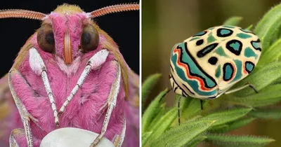 Знаменитая коллекция насекомых переехала в новое выставочное пространство |  Русское географическое общество