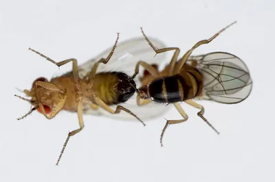 File:Все отряды насекомых Личинки v2.0.png - Wikimedia Commons