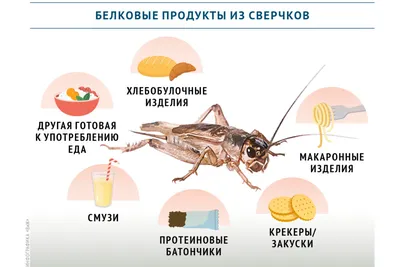 картинки насекомых для детей с названием скачать для распечатки