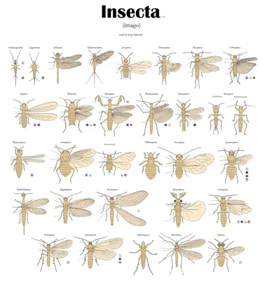 Какие насекомые могут укусить на природе? | Бердск-Онлайн СМИ | Дзен