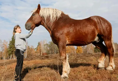 Настоящие гиганты в мире лошадей! | Наши питомцы | Дзен