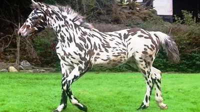 10 Самых Необычных Лошадей, в Существование Которых Вы Не Поверите - YouTube