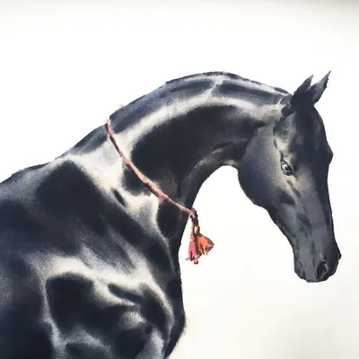 Раскраски Лошади красивые как настоящие (34 шт.) - скачать или распечатать  бесплатно #18435