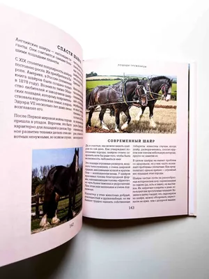 Манекен «Лошадь кавалерийская». Подробное описание экспоната, аудиогид,  интересные факты. Официальный сайт Artefact