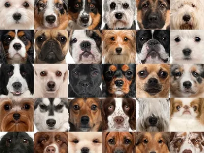 Картинки настоящих собак фотографии