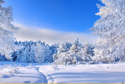 Настроение «зима»: лучшие фото природы | МОЯ ПЛАНЕТА | Дзен