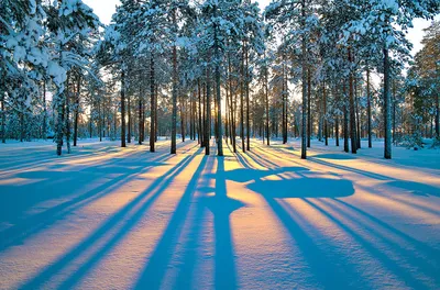 картинки : природа, снег, зима, Арктический, Снеговик, Зимний, Снежинки,  Зимнее настроение, Снежный пейзаж 2592x1728 - - 1362926 - красивые картинки  - PxHere