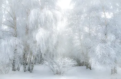 Новогоднее настроение в коллекции сказочных фотографий