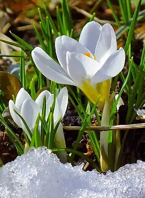 Цветение миндаля на Кипре — признак наступающей весны! - Блоги Кипра
