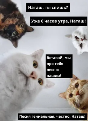Наташа, открой, я так больше не буду!\": увлекательная история в 11 фото.  Про котиков, которые просятся домой😺 | Котоварня | Мир Зоопсихолога | Дзен