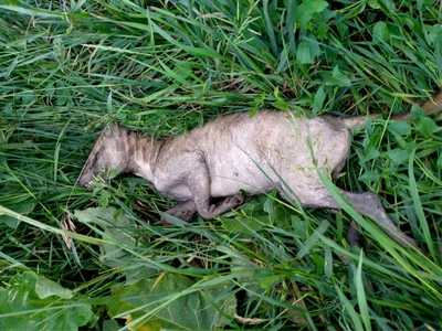 В Оренбурге неизвестные травят бездомных собак. Это началось после  нескольких нападений животных - Афиша Daily