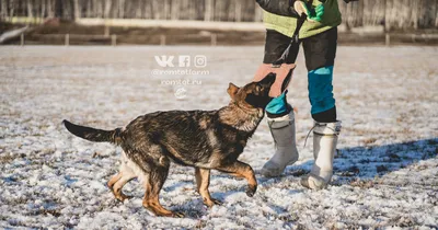 Собака немецкой овчарки на белом фоне Стоковое Фото - изображение  насчитывающей камера, шерсть: 209599022