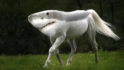5 САМЫХ НЕОБЫЧНЫХ ЖИВОТНЫХ | Photoshopped animals, Weird animals, Horses