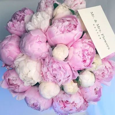17 нежно-розовых пионов Сара Бернар в упаковке | купить недорого букет  пионов | доставка по Москве и области