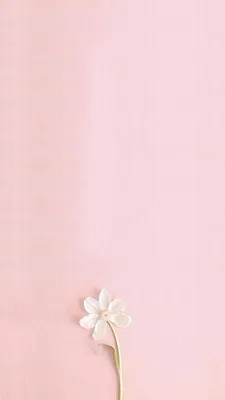 Фон минимализм розовый листочки | Flower background wallpaper, Flower  backgrounds, Pretty wallpapers backgrounds