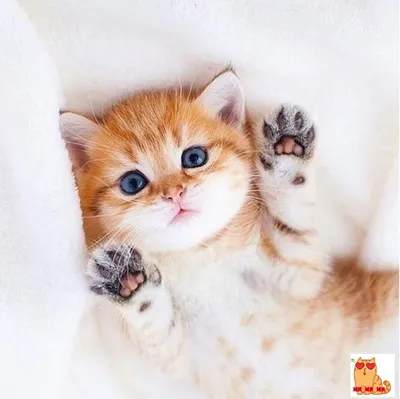 Самые «няшные» котики-милашки | Котята, Детеныши животных, Очаровательные  котята