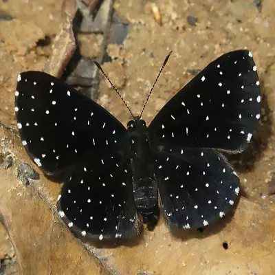 Черные бабочки | Бумажные бабочки, Шаблон бабочка, Бабочки