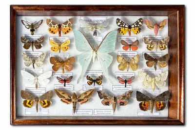 Коллекция - Ночные бабочки России (26 видов) - светлая рамка 300 x 375 x 27  мм