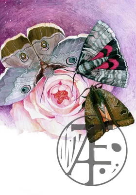 ночные бабочки. векторная иллюстрация. Иллюстрация вектора - иллюстрации  насчитывающей бабочка, волшебство: 234761407
