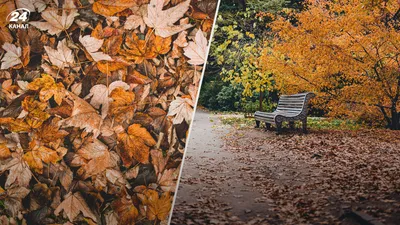 Осень ноябрь природа - 95 фото