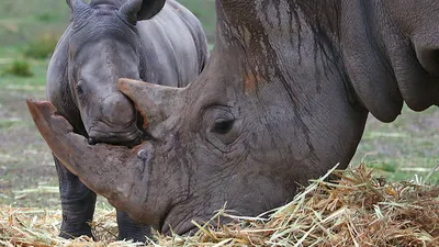 В Таллиннском зоопарке усыпили самку носорога Кибиби | Эстония | ERR