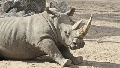 Носороговые — Википедия