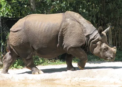 Ученые научились подделывать рог носорога, чтобы спасти от браконьеров -  BBC News Русская служба