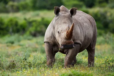 Трава носорога живой природы животная Стоковое Изображение - изображение  насчитывающей рожочки, парки: 41295437