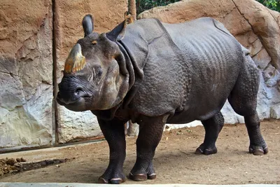 Индийский носорог — Википедия