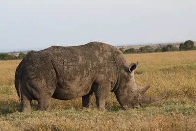 Значение тату носорог