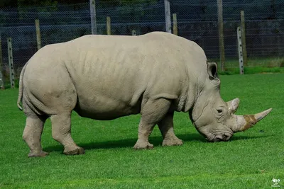 Популяция редких африканских черных носорогов за шесть лет выросла почти на  тысячу