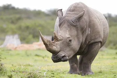 Белых носорогов будут вынашивать суррогатные матери - Российская газета