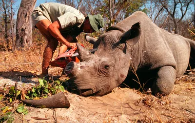 Генетики начали воскрешение вымершего подвида носорога - Российская газета