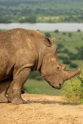 Носорог (гравюра Дюрера) — Википедия