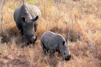 Белый Рог Носорога — стоковые фотографии и другие картинки Без людей - Без  людей, Белый носорог, Вымирающие виды - iStock