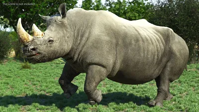 Враги носорога | Животные, Дикие животные, Носорог