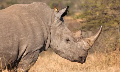 За что ценят рог носорога | Вокруг Света