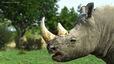розовая белизна носорога стоковое изображение. изображение насчитывающей  угрожано - 23967485