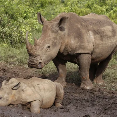 3d Иллюстрация Носорога На Белом — стоковые фотографии и другие картинки  Носорог - Носорог, Бегать, Рогатый - iStock