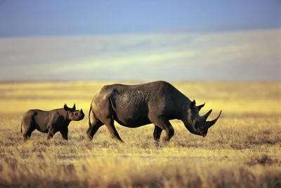 пасти носорога стоковое фото. изображение насчитывающей напольно - 20785202