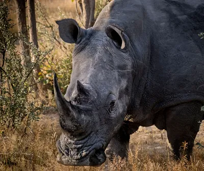 Чешские ученые верят в воссоздание северного белого носорога | Radio Prague  International