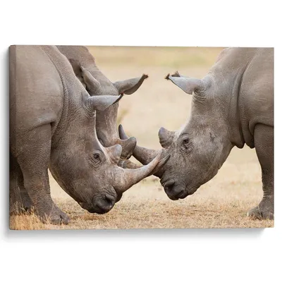 Мы все сегодня плохо спали.“ Не стало ли недавнее решение зоопарка  фатальным для носорога Кигомы? - Delfi RUS